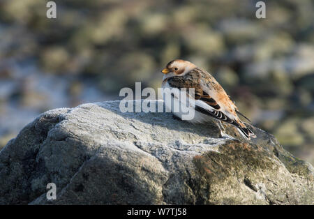 Schneeammer (Plectrophenax nivalis) Erwachsenen, im Südwesten von Finnland, Februar. Stockfoto