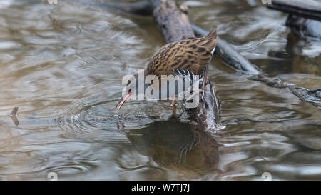 Wasserralle (Rallus Aquaticus) Futtersuche, Kanta-Hame, Südfinnland, Januar. Stockfoto