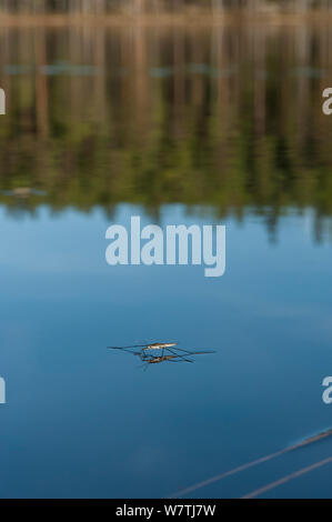 Wasser Wasserläufer (Gerridae) Erwachsene in Habitat, Zentral-finnland, Mai. Stockfoto