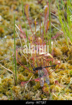 White-faced darter Dragonfly (Leucorrhinia Dubai) männlich von Sonnentau (Drosera) Rautalampi (ehemals Leivonmaki), Finnland, Juni gefangen. Stockfoto