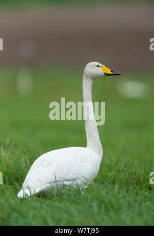 Singschwan (Cygnus Cygnus) Portrait von Erwachsenen, Mittelfinnland, Mai. Stockfoto