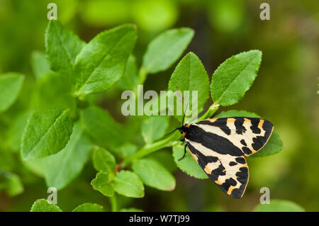 Holz Tiger Moth (Parasemia plantaginis) Kanta-Hame, Südfinnland, Juli. Stockfoto