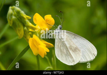 Holz Weiß (Leptidea sinapis) Ernährung auf Vögel foot Trefoil (Lotus corniculatus) mit Rüssel sichtbar, Südkarelien, Südfinnland, Juni. Stockfoto