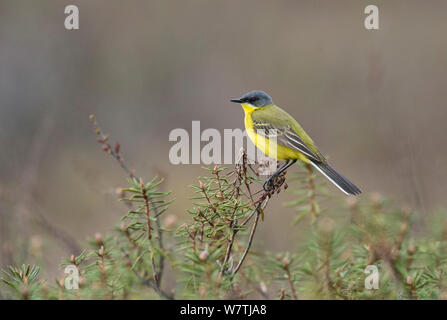 Schafstelze (Motacilla flava ssp. thunbergi) männlich, Zweisimmen, Finnland, Juni. Stockfoto