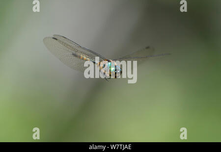 Gelb - gefleckte Emerald Dragonfly (Somatochlora flavomaculata) männlich im Flug, Südkarelien, Südfinnland, Juni. Stockfoto