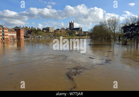 Holz gelöscht von Worcester Brücke floating stromabwärts, nach der Flutung, Worcestershire, England, UK. 16. Februar 2014. Stockfoto