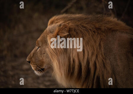 Lion Portrait in Südafrika, Madikwe Safari Pirschfahrt. Es war in der Goldenen Stunden genommen, 3 Brüder auf der Bewegung für die Mahlzeit. Headshot. Stockfoto