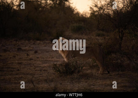 South African Lion Stockfoto