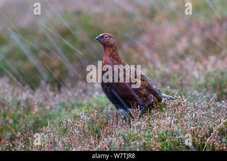 Weibliche Moorschneehuhn (Lagopus scoticus) in fallenden Schnee, Yorkshire Dales National Park, Yorkshire, England, UK, November. Stockfoto