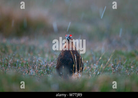 Männliche Moorschneehuhn (Lagopus scoticus) in fallenden Schnee, mit einem Flake landete auf dem Kopf, Yorkshire Dales National Park, Yorkshire, England, UK, November. Stockfoto