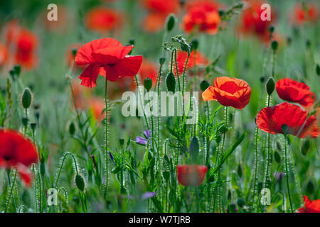 Feld Mohn (Papaver rhoeas) in Blüte Chiltern Hills AONB, Buckinghamshire, England, UK, Juni. Stockfoto