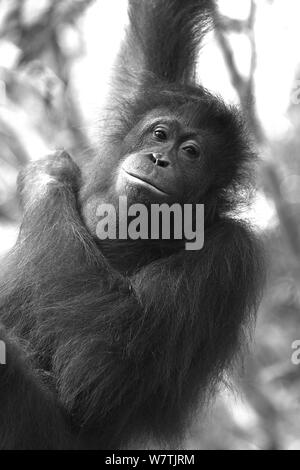 Orang-utans in Borneo Stockfoto