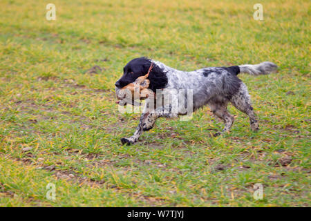 Cocker Spaniel Abrufen einer shot Red-legged Partridge (alectoris Rufa), Norfolk, England, UK, Dezember. Stockfoto