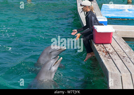 Flasche - gerochen Delphine (Tursiops truncatus) mit ihren Keeper, Roatan Institut für Meereswissenschaften, Bay Islands, Honduras. Stockfoto