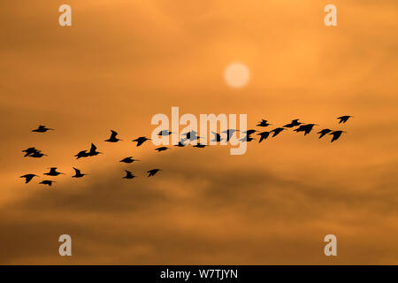 Herde Brachvögel (Numenius arquata) im Flug bei Sonnenuntergang, Norfolk, England, UK, November. Digital Composite (sun Digital hinzugefügt). Stockfoto