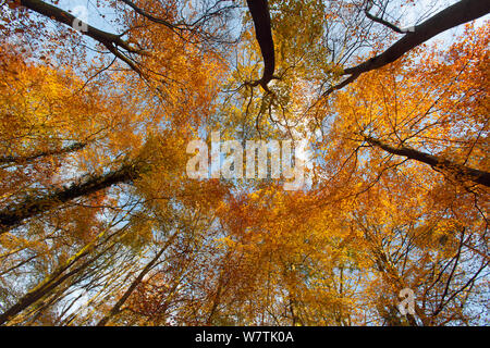 Low Angle Shot bis in Buche Vordach im Herbst, Holkham, Norfolk Stockfoto