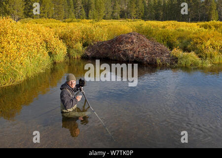 Naturfotograf Ingo Arndt, vor Ort die Bilder von amerikanischen Biber (Castor canadensis) Lodge, Yellowstone NP, USA, September 2011. Stockfoto