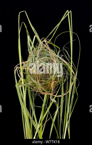 Ernte Maus (Micromys Minutus) Nest aus Europa. Stockfoto