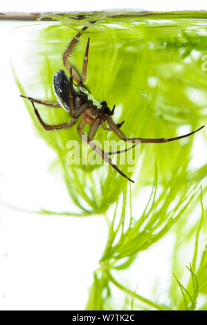 Luft - bell Spinne (Argyroneta Aquatica) erwachsenen männlichen Unterwasser, Vercelli, Italien, Februar. Meetyourneighbors.net Projekt Stockfoto