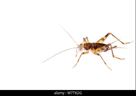 Höhle Cricket (Petaloptila andreini) subadult Weiblich, Busalla, Italien, Februar. Meetyourneighbors.net Projekt Stockfoto