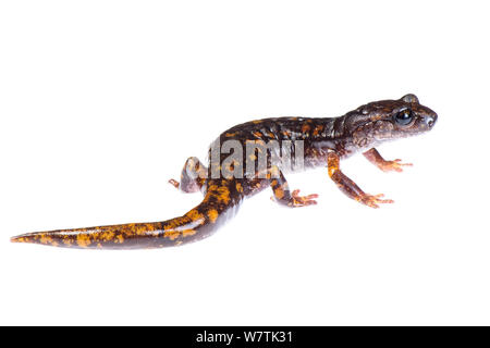 Lungless Höhle salamander (Speleomantes strinatii) Erwachsenen, Italien, November. Meetyourneighbors.net Projekt Stockfoto