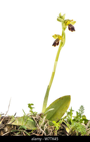 Bienen-ragwurz (Ophrys forestieri) Imperia, Italien, März. Meetyourneighbors.net Projekt Stockfoto