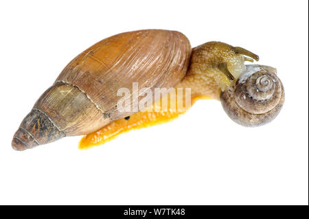 Fleischfressende Schnecke (Poiretia dilatata) Erwachsenen eine andere Schnecke (Pomatias elegans) Murgia Materana Park, Italien essen. Meetyourneighbors.net Projekt Stockfoto