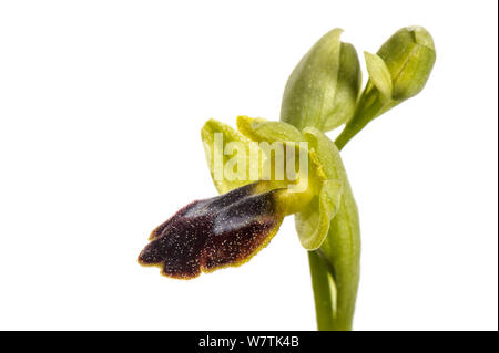 Bienen-ragwurz (Ophrys delforgei) Imperia, Italien, März. Meetyourneighbors.net Projekt Stockfoto