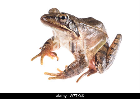 Agile frog (Rana dalmatina) erwachsenen männlichen, Savona, Italien, März. Meetyourneighbors.net Projekt Stockfoto