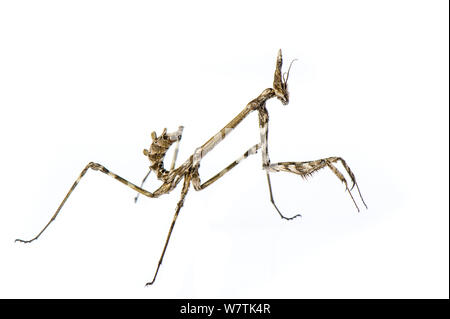 Pfeilspitze Mantis (Empusa pennata) Nymphe, Lerma, Italien, Oktober. Meetyourneighbors.net Projekt Stockfoto