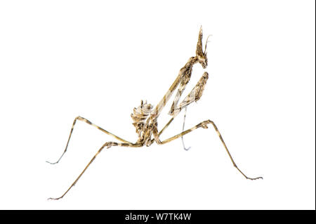 Pfeilspitze Mantis (Empusa pennata) Nymphe, Lerma, Italien, Oktober. Meetyourneighbors.net Projekt Stockfoto