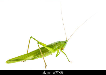 Große Pfeilspitze Cricket (Ruspolia nitidula) erwachsenen weiblichen, Toskana, Italien, September. Meetyourneighbors.net Projekt Stockfoto