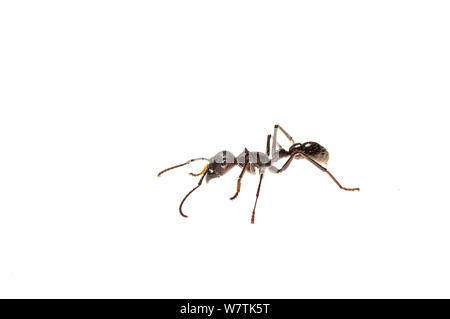 Bullet ant (Paraponera clavata) Surama, Guyana. Meetyourneighbors.net Projekt Stockfoto
