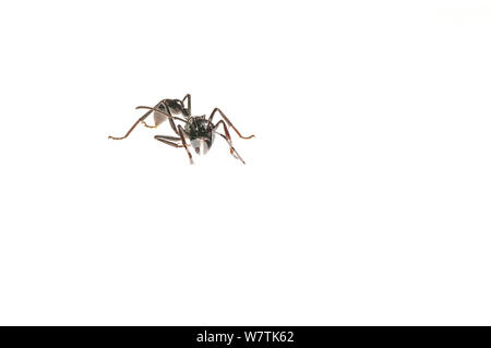 Bullet ant (Paraponera clavata) Surama, Guyana. Meetyourneighbors.net Projekt Stockfoto