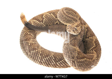 Neotropischer Klapperschlange (Crotalus durissus) Kusad Berg, Guyana. Meetyourneighbors.net Projekt Stockfoto