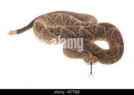 Neotropischer Klapperschlange (Crotalus durissus) Kusad Berg, Guyana. Meetyourneighbors.net Projekt Stockfoto