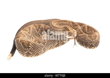 Neotropischer Klapperschlange (Crotalus durissus) Kusad Berg, Guyana. Meetyourneighbors.net Projekt Stockfoto