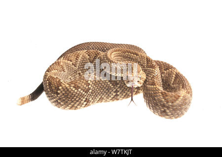 Neotropischer Klapperschlange (Crotalus durissus) Kusad Berg, Guyana. Meetyourneighbors.net Projekt Stockfoto