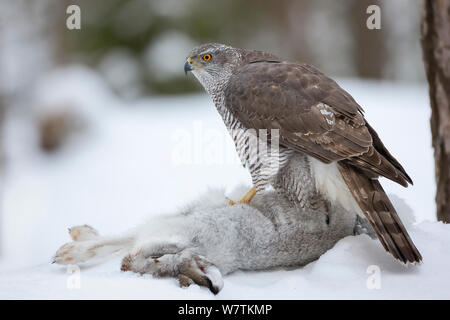 Weibliche nördliche Habicht (Accipiter gentilis) stehend auf Schneehase (Lepus timidus) Beute. Südliches Norwegen, Januar. Stockfoto