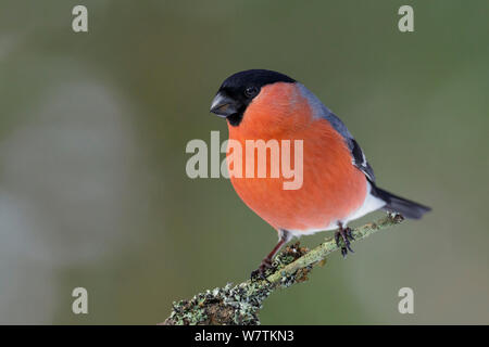 Männliche Gimpel (Pyrrhula Pyrrhula) thront auf Zweig Flechten bedeckt. Südnorwegen, Februar. Stockfoto