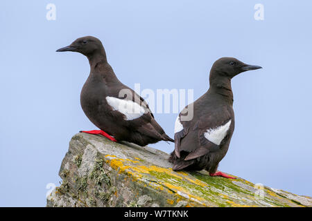 Zwei Gryllteisten (Cepphus Grylle) stehend auf Flechten bedeckt. Mousa Insel, Shetlandinseln, Schottland, Großbritannien. Juli. Stockfoto