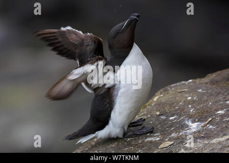 Tordalk (Alca torda) auf einer Klippe stretching Flügeln thront. Shetlandinseln, Schottland, Großbritannien. Juli. Stockfoto