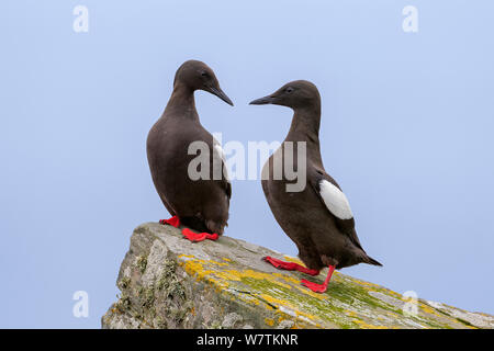 Zwei Gryllteisten (Cepphus Grylle) stehend auf Flechten bedeckt. Mousa Insel, Shetlandinseln, Schottland, Großbritannien. Juli. Stockfoto