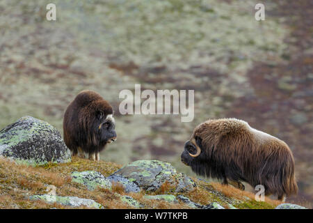 Männliche Muskox (Ovibos moschatus) auf dem Weg zum Weibchen auf der Kante, Berg Lebensraum. Nationalpark Dovrefjell, Norwegen, September. Stockfoto