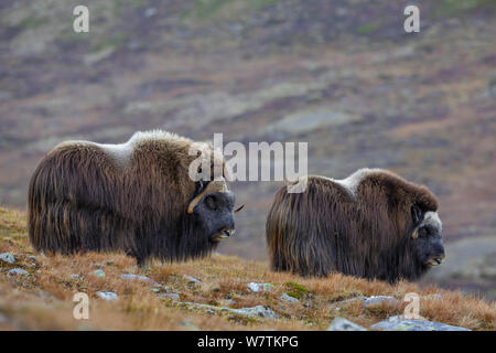 Männliche und weibliche Muskox (Ovibos moschatus) stehen in Berg Lebensraum im Herbst. Nationalpark Dovrefjell, Norwegen, September. Stockfoto