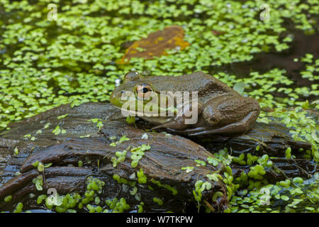 Ochsenfrosch (Rana catesbeiana) im Teich, New York, USA, September. Stockfoto