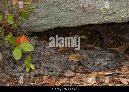 Holz Klapperschlange (Crotalus horridus) mit jungen Babys, Pennsylvania, USA, September. Stockfoto