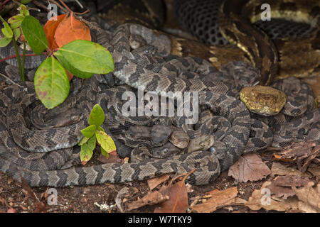 Holz Klapperschlangen (Crotalus horridus) erwachsenen Frauen und neugeborenen Jungen, Pennsylvania, USA, September. Stockfoto