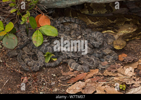 Holz Klapperschlange (Crotalus horridus) Säuglinge, Pennsylvania, USA, September. Stockfoto