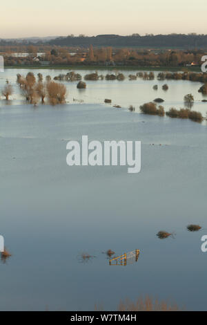 Blick nach Süden von Burrowbridge überflutete Weißdorn (Rosa moschata) Bäume im Januar 2014 Überschwemmungen, Somerset, England, UK, 11. Januar 2014. Stockfoto